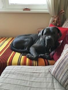 a large black dog laying on top of a bed next to pillows and a window