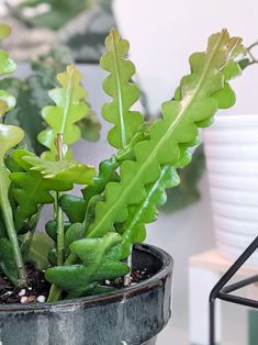 a potted plant with green leaves in it