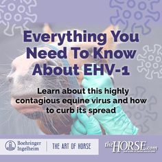 Learn about this highly contagious equine virus and how to curb its spread. Boehringer Ingelheim, Special Features, Need To Know, Health Care, Conditioner, Horses, Health