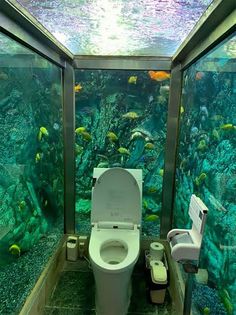 there is a toilet in the middle of an aquarium