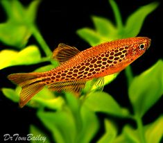 an orange and black fish in some green plants with water droplets on it's side