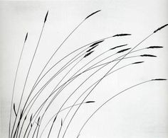 black and white photograph of grass blowing in the wind