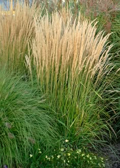 some very pretty tall grass plants by the side of the road with water in the background