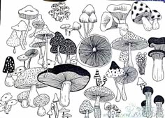 an ink drawing of many different types of mushrooms