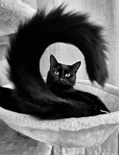 a black cat is sitting in a bowl with its tail hanging over it's head