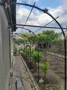 an outdoor garden with lots of plants growing in it