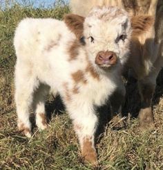 two baby cows standing next to each other in the grass