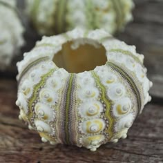 some white and yellow sea urchins on a wooden table