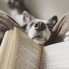 a dog is laying down and reading a book