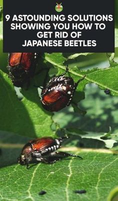 three red bugs on a green leaf with text overlay saying, astounding solutions showing