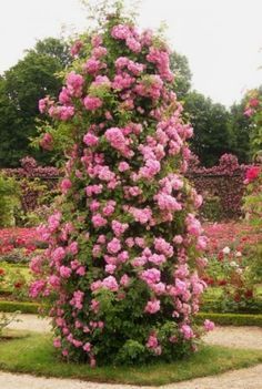 pink flowers are growing on the side of a tall planter in a flower garden