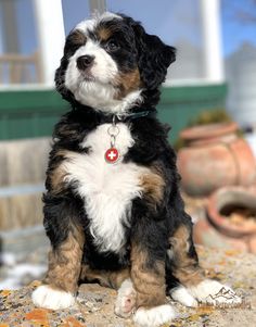 a small black and white dog with a red cross on it's collar sitting in front of a house