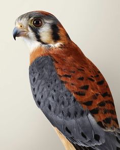 a close up of a bird on a white background