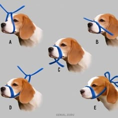 four pictures of a beagle wearing a blue ribbon around its neck and head with the letter e on it