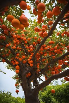 an orange tree filled with lots of ripe oranges on top of it's branches