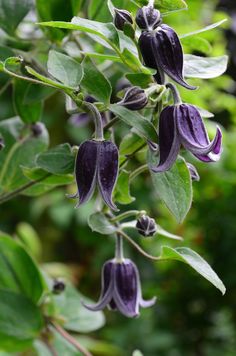 some purple flowers are hanging from a tree