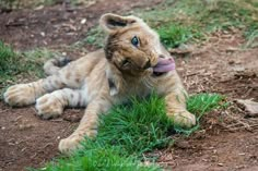 a small lion cub laying on the ground with its tongue hanging out and sticking it's tongue out