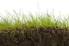 green grass growing out of the ground on top of a pile of dirt and soil