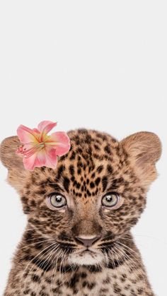 a baby leopard with a flower on its head is looking at the camera while standing in front of a white background