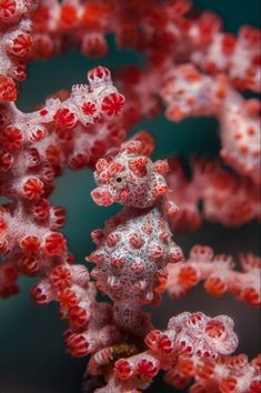 some red and white corals on the water