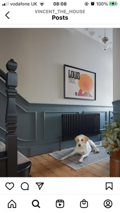 a dog laying on the floor next to a radiator in a living room