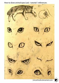 a drawing of cats'eyes and their faces with the caption how to draw animal eyes