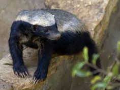 a black and white animal sitting on top of a rock