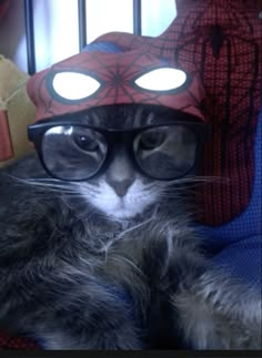 a cat wearing glasses and a spider man hat