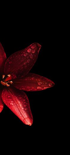 a red flower with drops of water on it's petals, against a black background