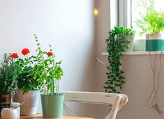 three potted plants sit on a table in front of a window with white walls