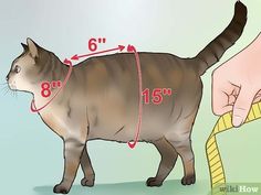 how to measure a cat's tail length with pictures wikihow to make harnesses for your cat