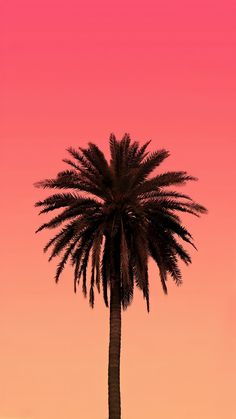 a palm tree is silhouetted against an orange and pink sky