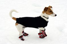 a small dog wearing red and black socks in the snow with skis on it's feet