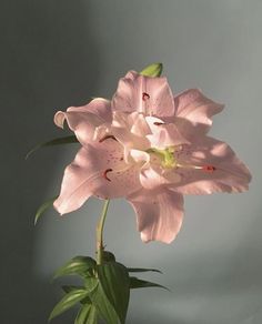 a pink flower in a vase on a table