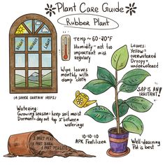 a plant that is growing out of a pot with the words plant care guide on it