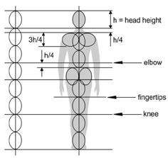 the height and width of a human figure with measurements for each individual's body