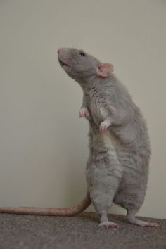 a small gray rat standing on its hind legs