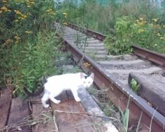 Midwest Emo, Love Relationship, Cute Aesthetic, Train Tracks, Feline, Poetry, Cute Animals, Kitty