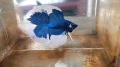 a blue and white siamese fish in an aquarium