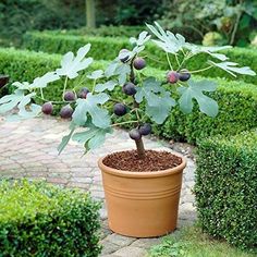 a potted plant with leaves and berries on it in the middle of a garden