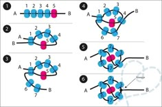 the diagram shows how many different ways to connect with each other in order to make it easier