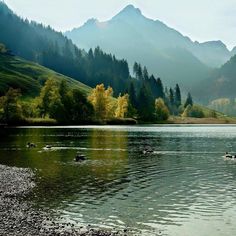 some ducks are swimming in the water near trees and mountains with green grass on either side