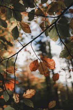 some leaves are hanging from the branches of a tree in front of trees with orange and green leaves