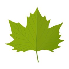 a green leaf on a white background is shown in the shape of a maple leaf