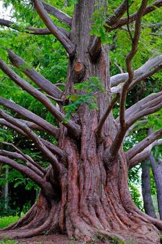 a very large tree with many branches around it