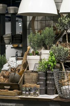 an assortment of potted plants on display in a store with hanging lamps above them