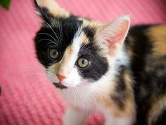 a black, brown and white kitten sitting on top of a pink blanket next to a plant