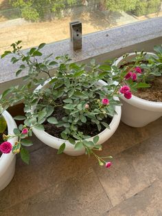 three flower pots sitting on a window sill with pink flowers growing out of them