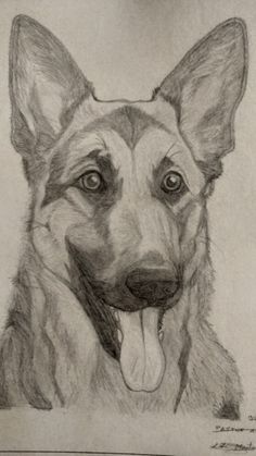 a pencil drawing of a dog with its tongue out