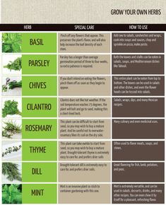 the different types of herbs that you can use to grow them in your home garden